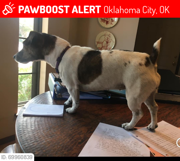 Lost Female Dog last seen Nw53rd and Tulsa, Oklahoma City, OK 73112