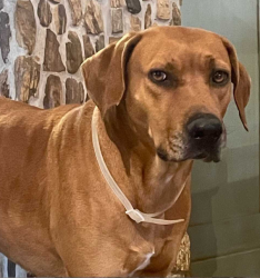 Reunited Female Dog last seen Hurta Lane, LaFountain in NE Brazos County, Brazos County, TX 77808