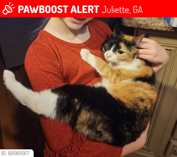 Lost Female Cat last seen Bolingbrook, GA, Juliette, GA 31046
