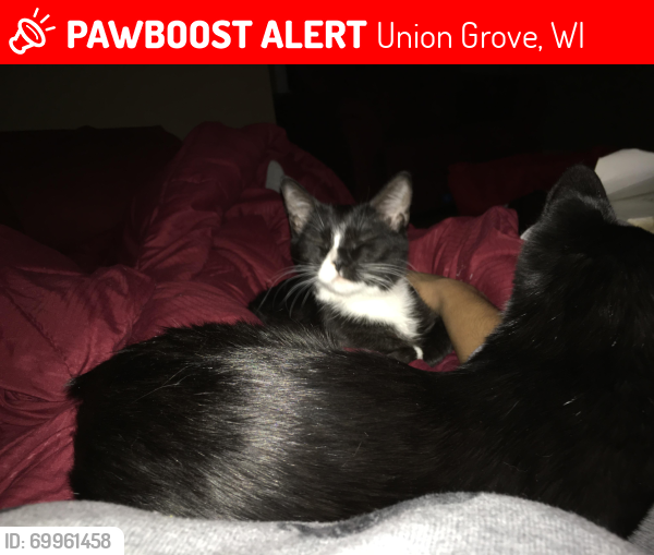 Lost Female Cat last seen Near northcape street union grove WI 53182, Union Grove, WI 53182