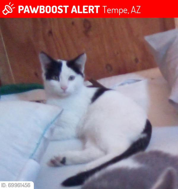 Lost Male Cat last seen Just south of 9th Street on the McKemy Street side of Mitc Park in Tempe, Az 85281, Tempe, AZ 85281