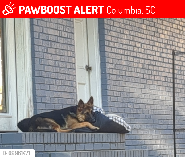 Lost Female Dog last seen Hunt Club Rd, Windsor Lake, Percival Rd, Columbia, SC 29223