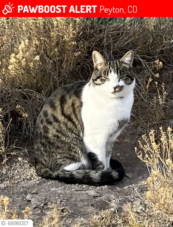Lost Male Cat last seen Gymkhana rd, Peyton, CO 80831