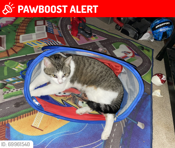 Lost Male Cat last seen Hardwood dr, tree lined ct, Justin dean ct, Alamance County, NC 27340
