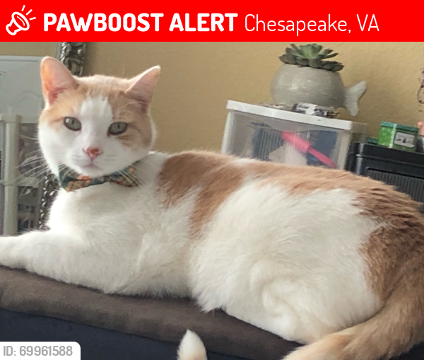 Lost Male Cat last seen Waters Rd & Parker Rd , Chesapeake, VA 23322