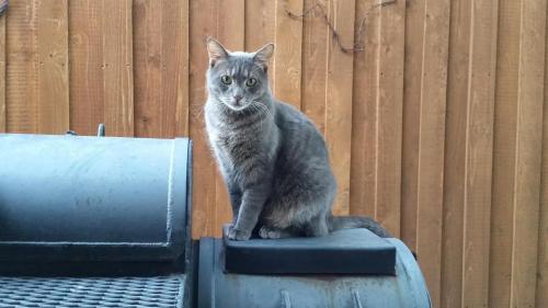Lost Male Cat last seen Dions Pizza, 82nd & Milwaukee Ave, Lubbock, TX 79424