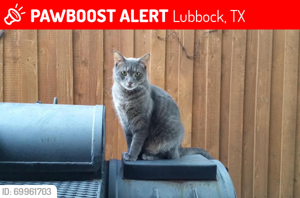 Lost Male Cat last seen Dions Pizza, 82nd & Milwaukee Ave, Lubbock, TX 79424