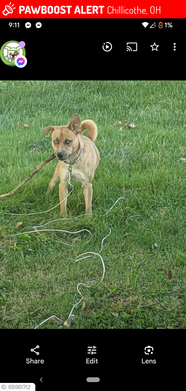 Lost Male Dog last seen mcarther st, chillicothe, ohio 45601, Chillicothe, OH 45601