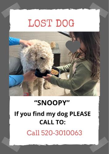 Lost Male Dog last seen Near y conutry club , Tucson, AZ 85716