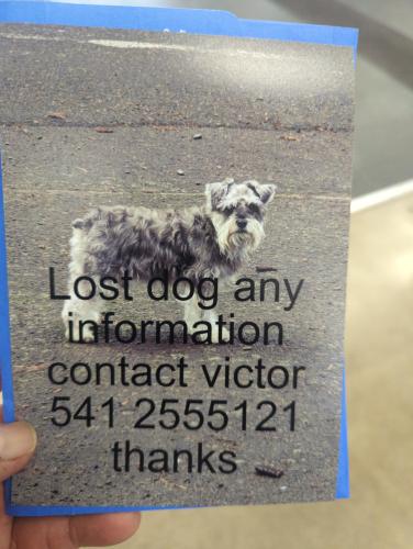 Lost Male Dog last seen Royal st   danevo st, Eugene, OR 97402