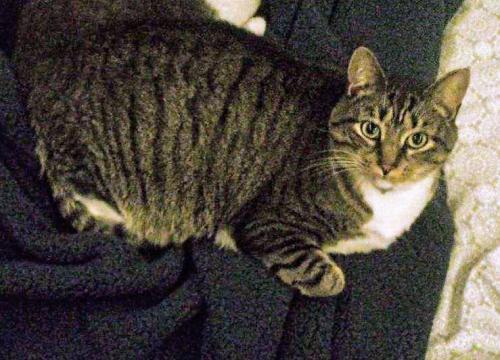 Lost Male Cat last seen Miracle of Hickory Childrens park, Hickory, NC 28601