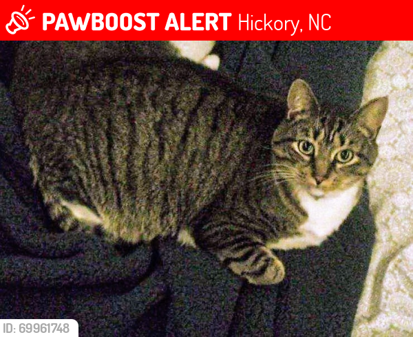 Lost Male Cat last seen Miracle of Hickory Childrens park, Hickory, NC 28601