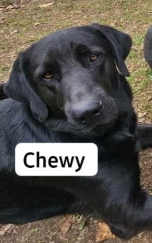 Lost pet hot sale finder chewy