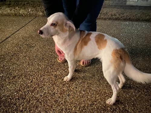 Found/Stray Unknown Dog last seen knollwood ct arlington tx near Dixon Holman Park, Arlington, TX 76006