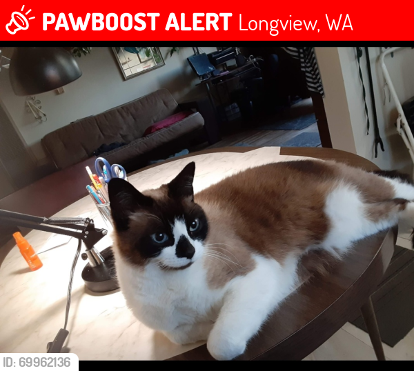 Lost Female Cat last seen Field st Longview Washington , Longview, WA 98632