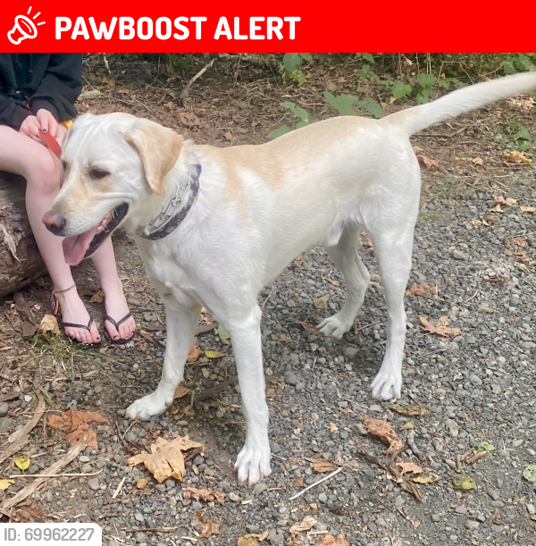 Lost Male Dog last seen RR223 and Yellowhead Trail North, Sherwood Park, AB T8A 4T7
