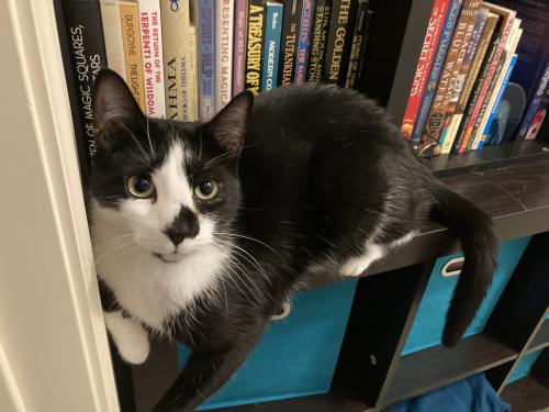 Lost Male Cat last seen Across the street from Hickory Hill Overlook Ct, Fredericksburg, VA 22405
