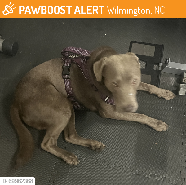 Wilmington, NC Stray Male Dog Found Near Green Briar South/Masonboro ...