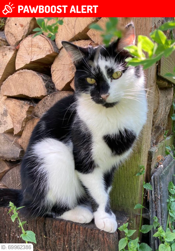 Lost Female Cat last seen S7 1RR, Nether Edge, England S7 1RR