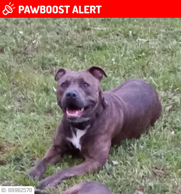 Lost Female Dog last seen N. Airport. East Milton, Florida, Santa Rosa County, FL 32583