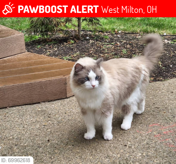 Lost Male Cat last seen S Miami St & Cedar Dr, West Milton, OH 45383