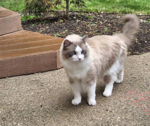 Lost Male Cat last seen S Miami St & Cedar Dr, West Milton, OH 45383