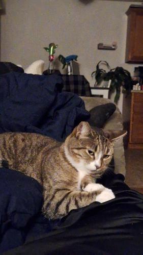 Lost Female Cat last seen First street, and 162nd, Vancouver, WA 98684