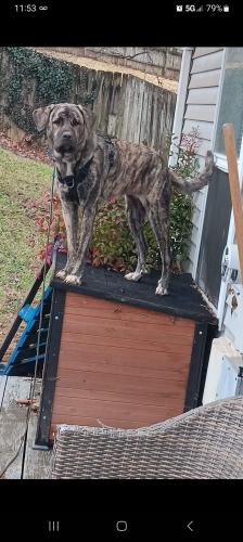 Lost Female Dog last seen Pantops, shadwell exit, Charlottesville, VA 22911