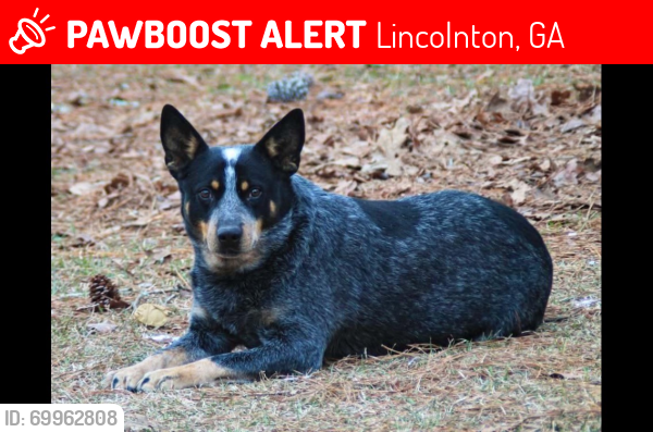 Lost Male Dog last seen Whiterock Road, Hwy 220 West, Lincolnton, GA 30817