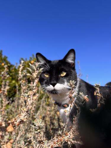 Lost Male Cat last seen 75th Avenue and Mountain View/Peoria, Peoria, AZ 85345