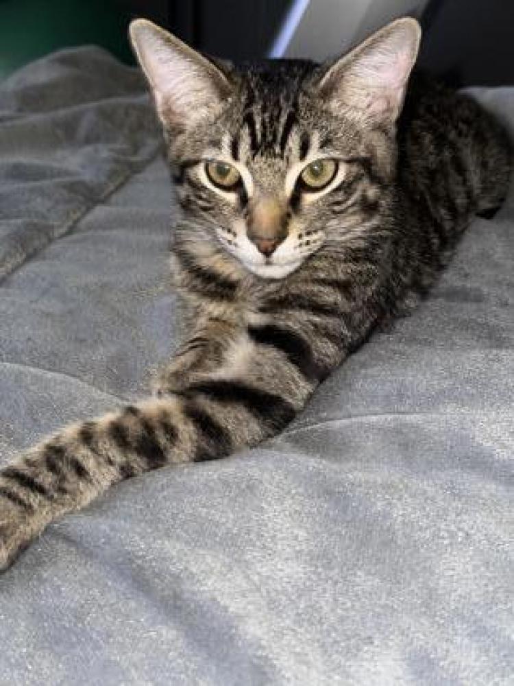 Shelter Stray Male Cat last seen San Antonio, TX 78209, San Antonio, TX 78229