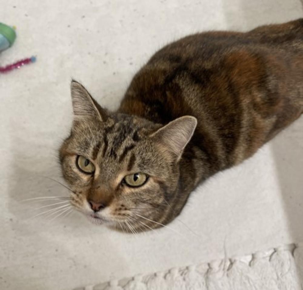Shelter Stray Female Cat last seen Converse, TX 78109, San Antonio, TX 78229
