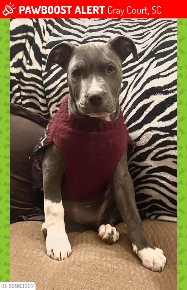 Lost Male Dog last seen Wham Lawn , Gray Court, SC 29645