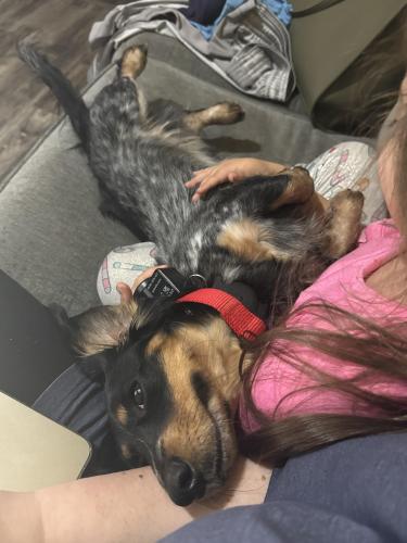 Lost Male Dog last seen We are close to southern junction , Royse City, TX 75189