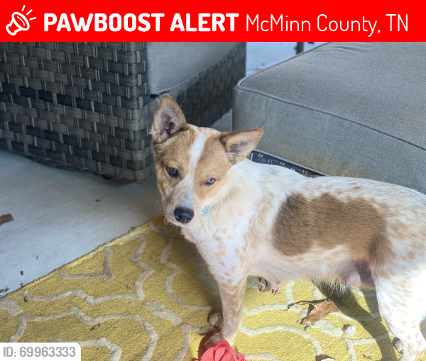Lost Female Dog last seen Calhoun tn, McMinn County, TN 37309