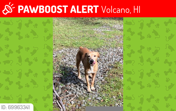 Lost Male Dog last seen Omega Road and Captains Drive, Volcano, HI 96785