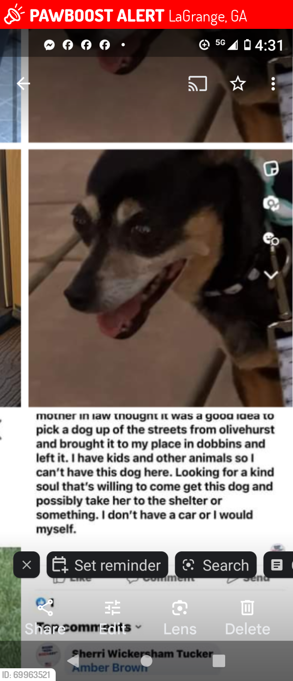 Lost Female Dog last seen Hamilton, LaGrange, GA 30241
