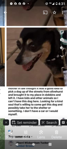 Lost Female Dog last seen Hamilton, LaGrange, GA 30241