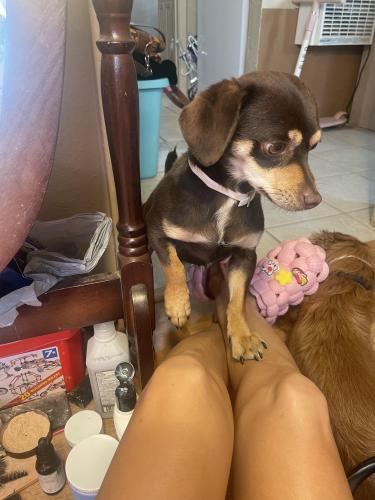 Lost Male Dog last seen Camino seis and 2nd, Albuquerque, NM 87105