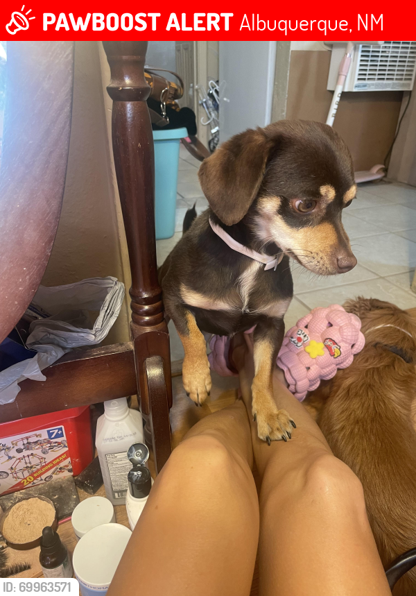 Lost Male Dog last seen Camino seis and 2nd, Albuquerque, NM 87105