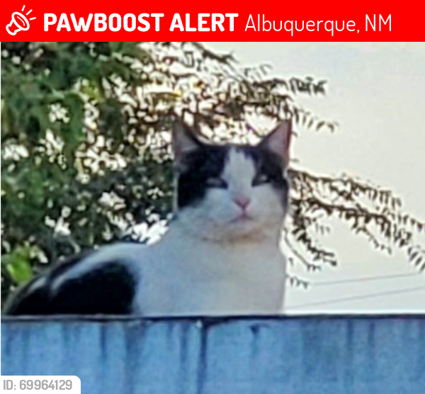 Lost Female Cat last seen Edith and Mission, Albuquerque, NM 87107