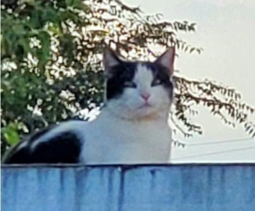 Lost Female Cat last seen Edith and Mission, Albuquerque, NM 87107