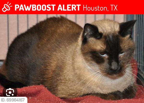 Lost Male Cat last seen Riverview way & Ripple Creek. Near Woodway and The Tradition building , Houston, TX 77057