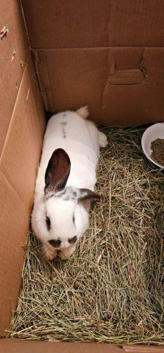 Found/Stray Unknown Rabbit last seen Lick Run Road Fairmont, WV, Marion County, WV 26554