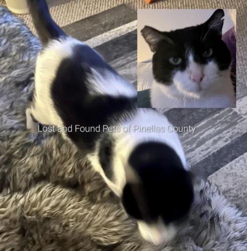 Lost Male Cat last seen 23rd Street S & Pinellas Point Dr S, St. Petersburg, FL 33712