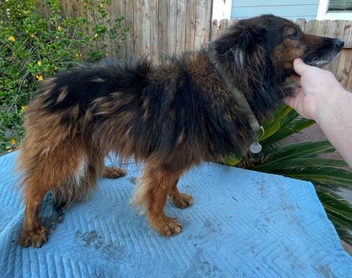 Lost Female Dog last seen West Sepulveda St. & Santa Cruz St., San Pedro, CA 90731, Los Angeles, CA 90731