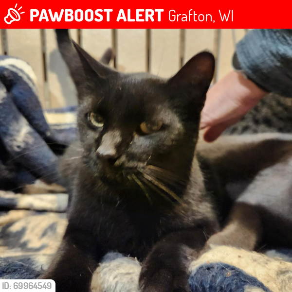 Lost Female Cat last seen Maryglade Drive/Terminal Road & Green bay Rd(HwyO)  Interurban Trail that runs between these 2 roads divide our property, Grafton, WI 53024