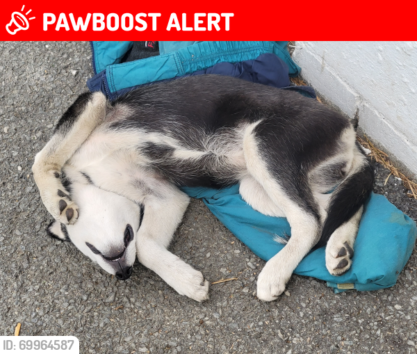 Lost Unknown Dog last seen Prospect Rd , Washington Boro, PA 17582