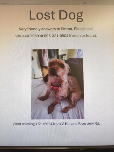 Lost Male Dog last seen Route 66 2 miles south of Edgewood , Edgewood, NM 87015