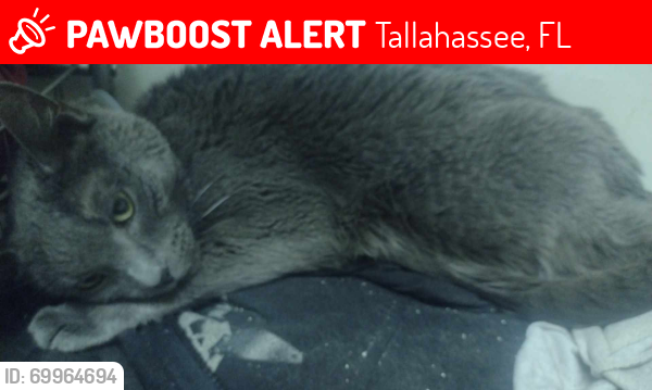 Lost Male Cat last seen San Luis Mission , Tallahassee, FL 32304